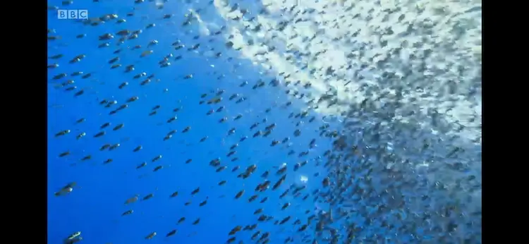 Pufferfish sp. () as shown in Blue Planet II - Big Blue